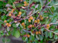 Cotoneaster hjelmqvistii Gåssten, Mörbylånga, Öland, Sweden 20180810_0188