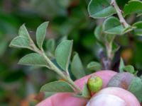 Cotoneaster hjelmqvistii Gåssten, Mörbylånga, Öland, Sweden 20180810_0190