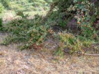 Cotoneaster hjelmqvistii Gåssten, Mörbylånga, Öland, Sweden 20180810_0192