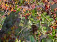 Cotoneaster hjelmqvistii Gåssten, Mörbylånga, Öland, Sweden 20180810_0194