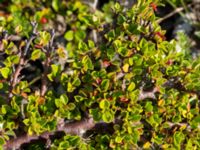 Cotoneaster horizontalis Limhamns kalkbrott, Malmö, Skåne, Sweden 20170813_0014