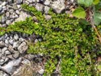 Cotoneaster horizontalis Limhamns kalkbrott, Malmö, Skåne, Sweden 20180901_0006