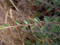 Cotoneaster kullensis Solviken, Mölle, Höganäs, Skåne, Sweden 20180718_0217