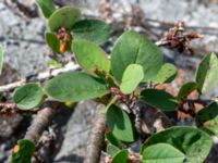 Cotoneaster kullensis Solviken, Mölle, Höganäs, Skåne, Sweden 20190601_0111