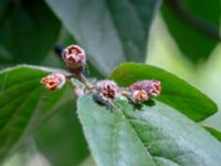 Cotoneaster laetevirens Dunge E Triftvägen, Strandbaden, Höganäs, Skåne, Sweden 20180702_0142