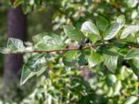 Cotoneaster lucidus Muststigen, Everöd, Kristianstad, Skåne, Sweden 20180914_0049