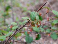 Cotoneaster niger Östra huvudet, Stenshuvud, Simrishamn, Skåne, Sweden 20190501_0098