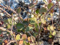Cotoneaster niger Gillberga raukar, Borgholm, Öland, Sweden 20180809_0189