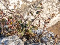 Cotoneaster niger Gillberga raukar, Borgholm, Öland, Sweden 20180809_0190