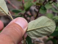 Cotoneaster niger Stenshuvud, Simrishamn, Skåne, Sweden 20180706_0083