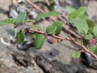 Cotoneaster niger Stenshuvud, Simrishamn, Skåne, Sweden 20180706_0085