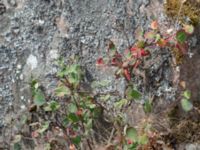 Cotoneaster niger Stenshuvud, Simrishamn, Skåne, Sweden 20180706_0086