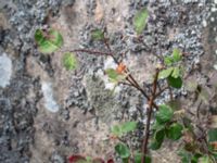 Cotoneaster niger Stenshuvud, Simrishamn, Skåne, Sweden 20180706_0087