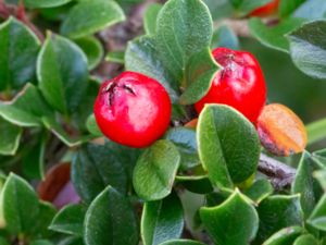 Cotoneaster perpusillus - Small Leaved Cotoneaster - Småbladigt oxbär