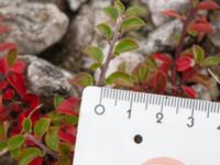 Cotoneaster perpusillus Limhamns kalkbrott, Malmö, Skåne, Sweden 20151024_0013