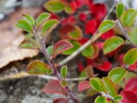 Cotoneaster perpusillus Limhamns kalkbrott, Malmö, Skåne, Sweden 20151024_0016