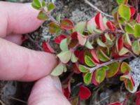 Cotoneaster perpusillus Limhamns kalkbrott, Malmö, Skåne, Sweden 20151024_0018