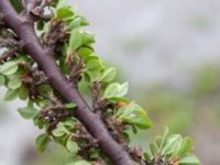 Cotoneaster perpusillus Limhamns kalkbrott, Malmö, Skåne, Sweden 20180901_0110