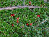 Cotoneaster perpusillus Västkajen, Malmö, Skåne, Sweden 20231009_0001