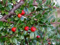 Cotoneaster perpusillus Västkajen, Malmö, Skåne, Sweden 20231009_0002