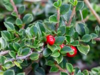 Cotoneaster perpusillus Västkajen, Malmö, Skåne, Sweden 20231009_0008