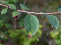 Cotoneaster pyrenaicus Muststigen, Everöd, Kristianstad, Skåne, Sweden 20180914_0074