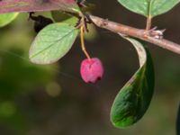 Cotoneaster pyrenaicus Muststigen, Everöd, Kristianstad, Skåne, Sweden 20180914_0075