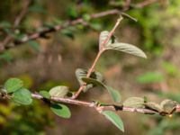 Cotoneaster pyrenaicus Muststigen, Everöd, Kristianstad, Skåne, Sweden 20180914_0085