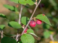 Cotoneaster pyrenaicus Muststigen, Everöd, Kristianstad, Skåne, Sweden 20180914_0089