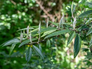 Cotoneaster salicifolius - Willow-leaved Cotoneaster - Videoxbär