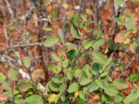 Cotoneaster scandinavicus Dröstorps alvar, Mörbylånga, Öland, Sweden 20180810_0050