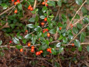 Cotoneaster simonsii - Himalayan Cotoneaster - Indiskt oxbär