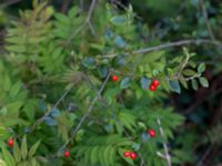 Cotoneaster simonsii Hällevik, Stenshuvud, Simrishamn, Skåne, Sweden 20150503_0107