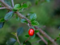 Cotoneaster simonsii Hällevik, Stenshuvud, Simrishamn, Skåne, Sweden 20150503_0108