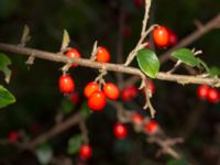 Cotoneaster simonsii Hällevik, Stenshuvud, Simrishamn, Skåne, Sweden 20200329_0029