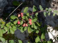 Cotoneaster tomentellus Limhamns kalkbrott, Malmö, Skåne, Sweden 20180901_0186