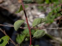 Cotoneaster tomentellus Limhamns kalkbrott, Malmö, Skåne, Sweden 20180901_0187