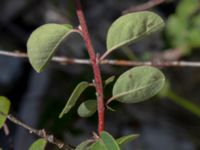 Cotoneaster tomentellus Limhamns kalkbrott, Malmö, Skåne, Sweden 20180901_0188