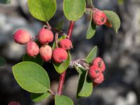 Cotoneaster tomentellus Limhamns kalkbrott, Malmö, Skåne, Sweden 20180901_0189