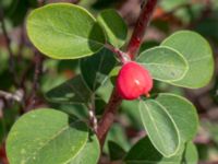 Cotoneaster tomentellus Limhamns kalkbrott, Malmö, Skåne, Sweden 20180901_0190