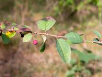 Cotoneaster tomentosus Muststigen, Everöd, Kristianstad, Skåne, Sweden 20180914_0073