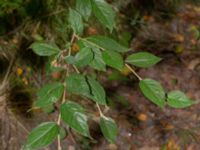 Cotoneaster villosulus Isaksdal, Frösakull, Halmstad, Halland, Sweden 20190715_0649