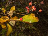 Crataegus × lavallei Sege by, Burlöv, Skåne, Sweden 20181118_0005