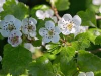 Crataegus laevigata Kummeln, Lyckeby, Karlskrona, Blekinge, Sweden 20170525_0269