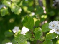 Crataegus laevigata Kummeln, Lyckeby, Karlskrona, Blekinge, Sweden 20170525_0271