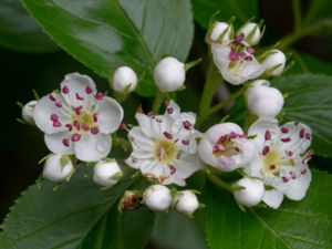 Crataegus macracantha - Large-thorn Hawthorn - Spjuthagtorn