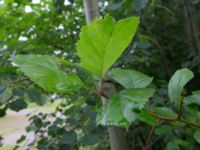 Crataegus macracantha Lokstallarna, Malmö, Skåne, Sweden 20170809_0007