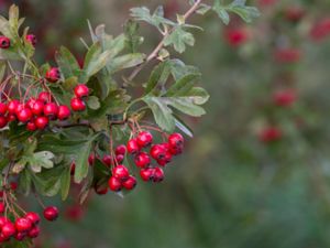 Crataegus monogyna - Common Hawthorn - Trubbhagtorn