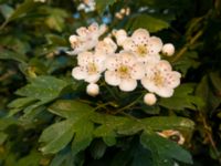 Crataegus monogyna Banvallen, Ribersborg, Malmö, Skåne, Sweden 20180519_2