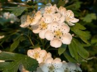 Crataegus monogyna Banvallen, Ribersborg, Malmö, Skåne, Sweden 20180519_3